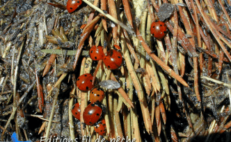 coccinelles